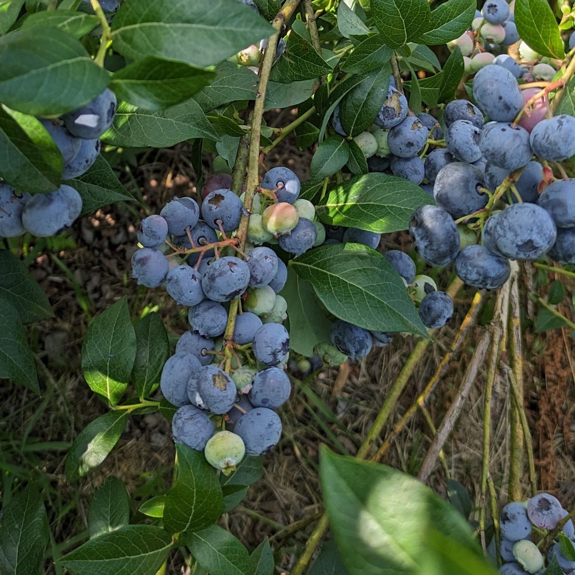 Heidelbeeren selber pflücken