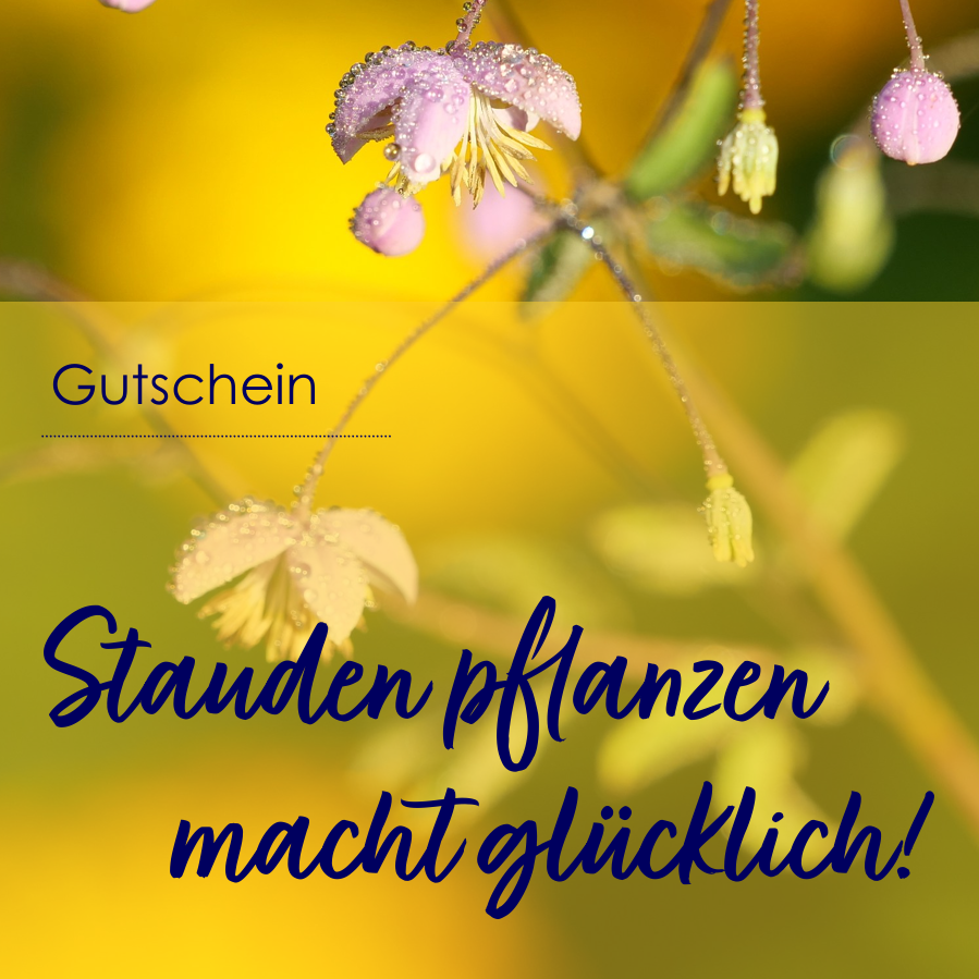 Gutschein Gärtnerei StaudenSpatz