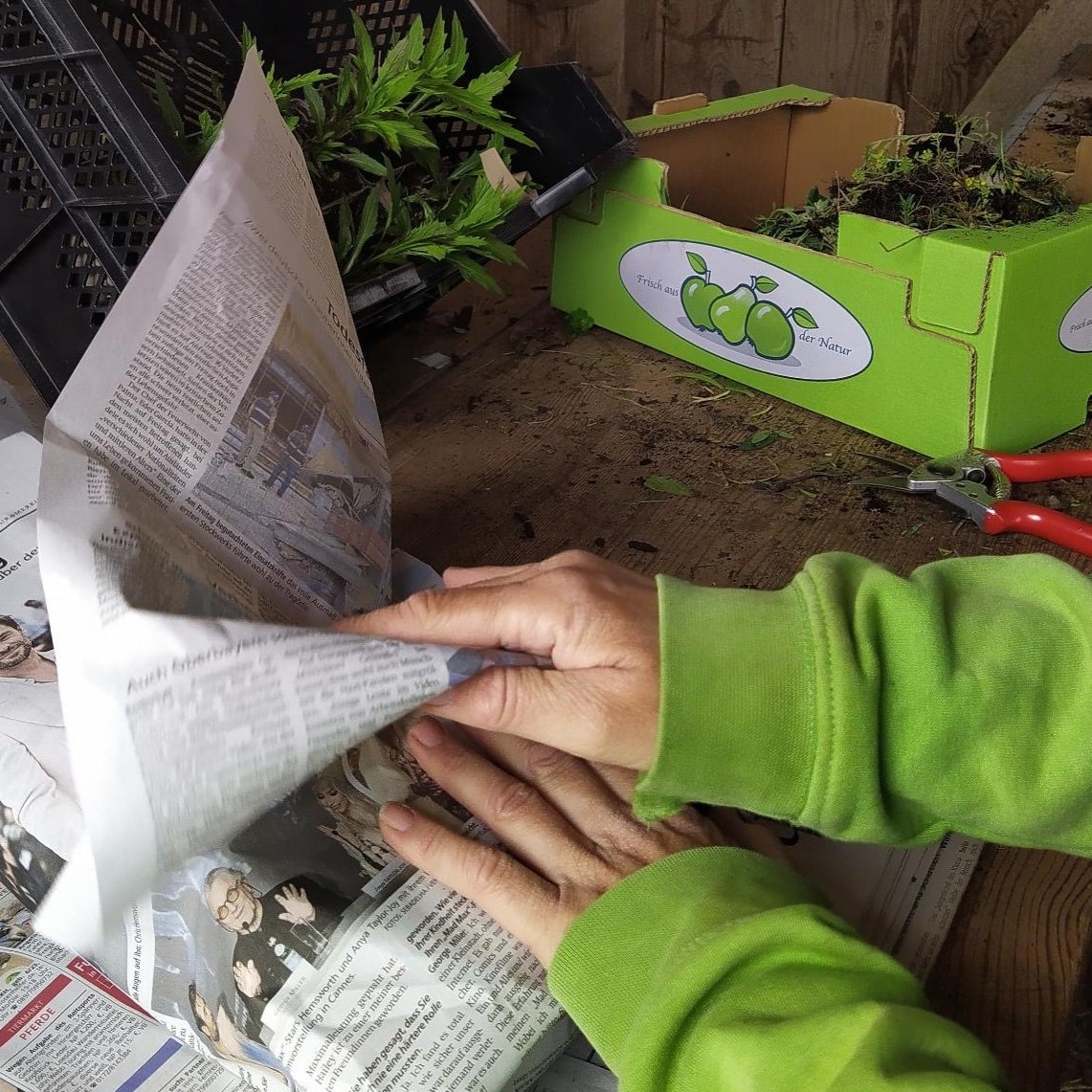 Versand Pflanzen StaudenSpatz