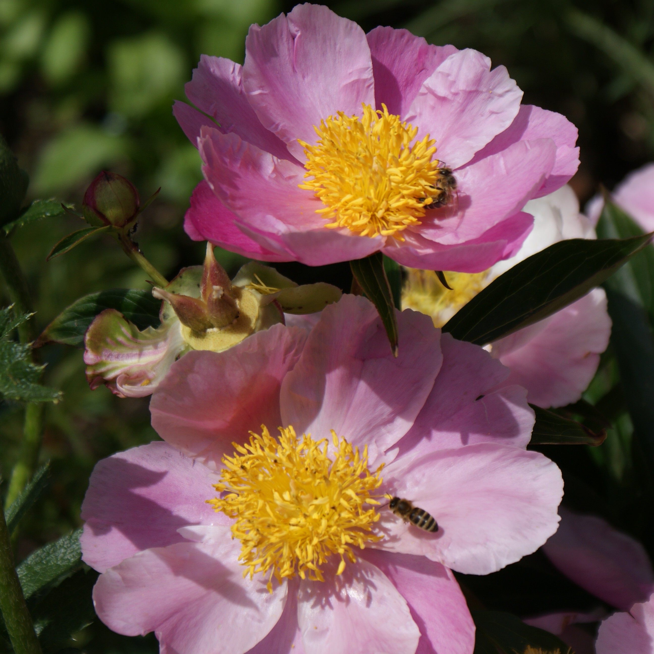Paeonia lactiflora Holbein