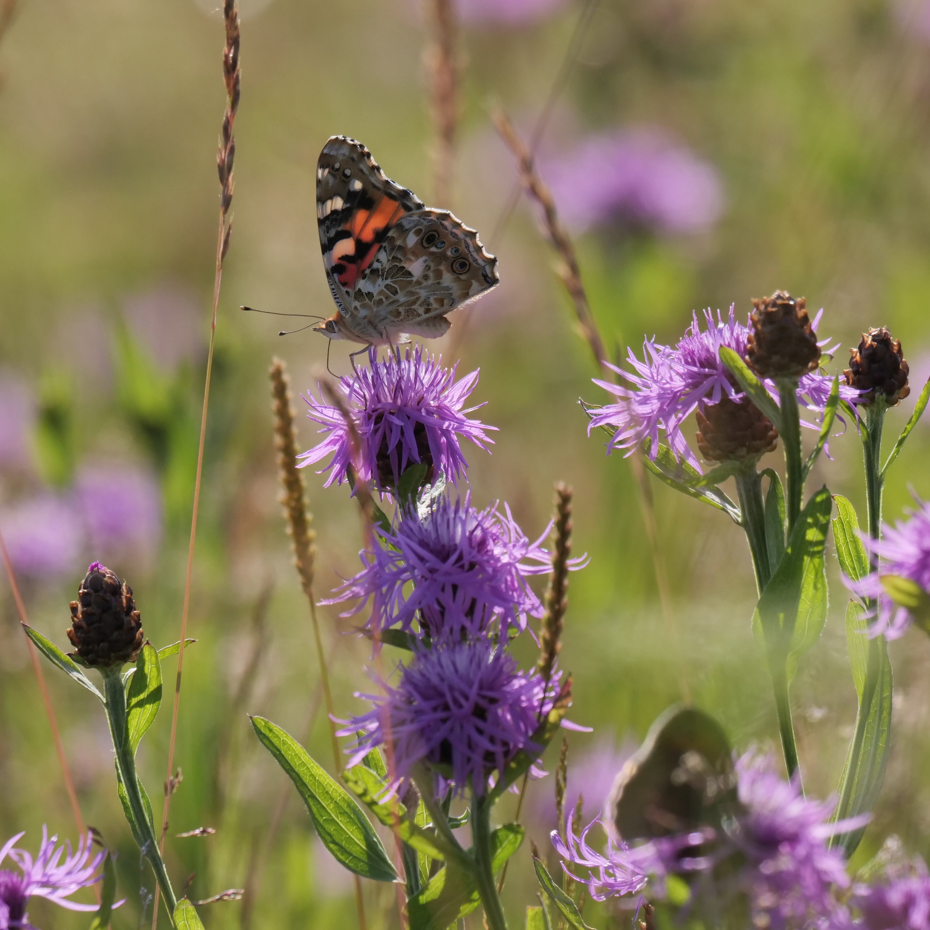 Insektenfreundlich Gärtnern