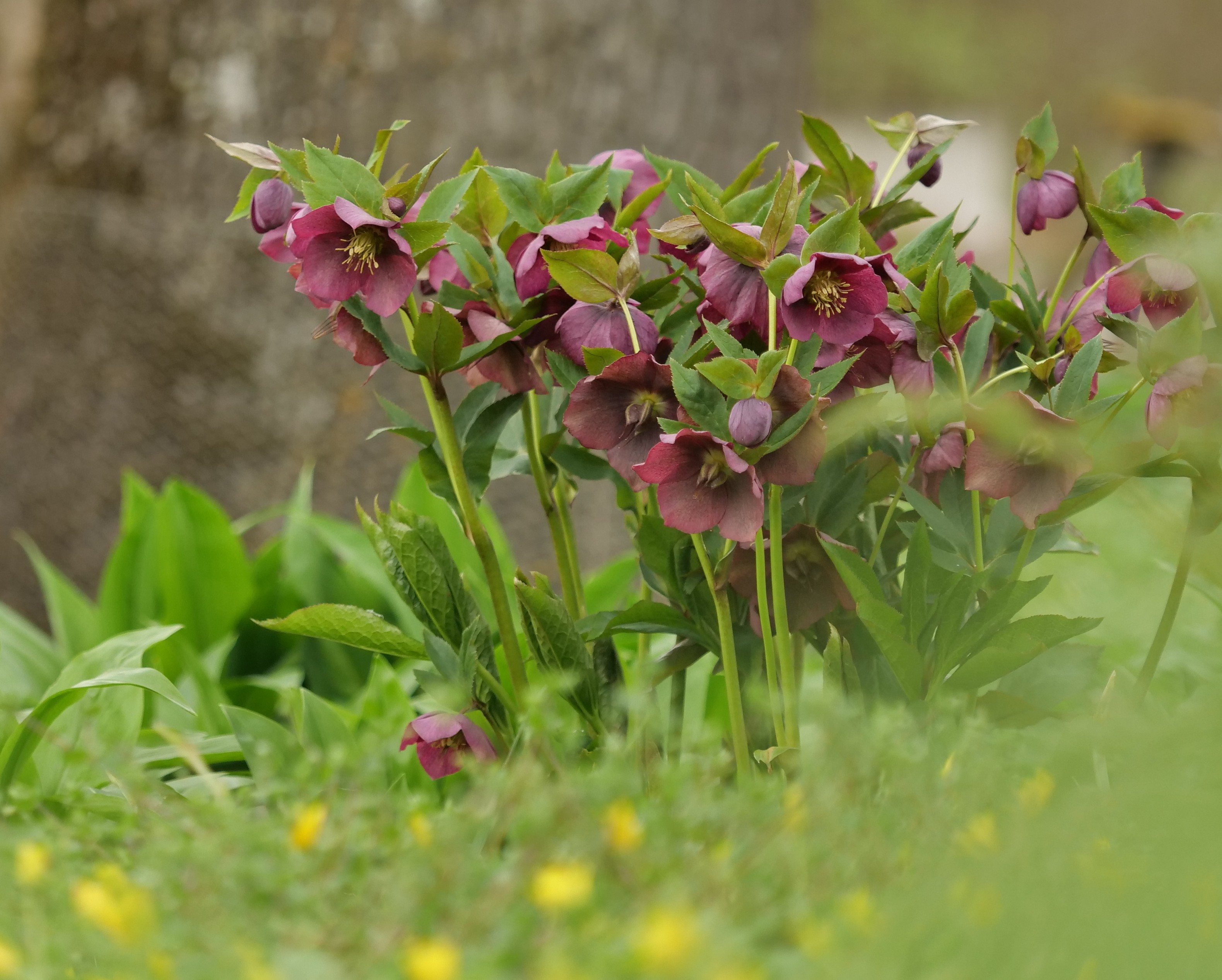 Lenzrose Gärtnerei StaudenSpatz