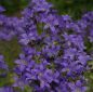 Preview: Dolden-Glockenblume Superba (Campanula lactiflora Superba)