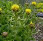 Preview: Riesen-Flockenblume (Centaurea macrocephala)