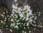 Preview: Weiße Rundblättrige Glockenblume White Gem (Campanula rotundifolia White Gem)