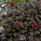 Mobile Preview: Kupferrotes Stachelnüsschen (Acaena microphylla Kupferteppich)