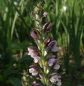 Preview: Balkan-Bärenklau (Acanthus hungaricus)