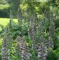 Preview: Balkan-Bärenklau (Acanthus hungaricus)
