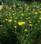 Preview: Schafgarbe Coronation Gold (Achillea filipendulina Coronation Gold)