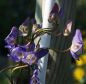 Preview: Eisenhut (Aconitum arcuatum)