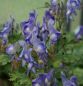 Preview: Eisenhut (Aconitum arcuatum)