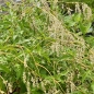 Preview: Seiden-Knöterich (Aconogonon sericeum)