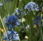 Preview: Enzian-Lauch (Allium caeruleum, Allium azureum)