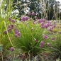 Preview: Zier-Lauch (Allium mairei var. amabile)