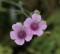 Preview: Hanfblättriger Eibisch (Althaea cannabina)