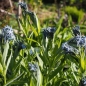 Preview: Weidenblättriger Röhrenstern, Blausternbusch (Amsonia tabernaemontana sub. salicifolia)