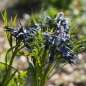 Preview: Weidenblättriger Röhrenstern, Blausternbusch (Amsonia tabernaemontana sub. salicifolia)