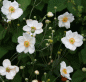 Preview: Herbst-Anemone Honorine Jobert (Anemone japonica Honorine Jobert)