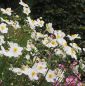 Preview: Herbst-Anemone Honorine Jobert (Anemone japonica Honorine Jobert)