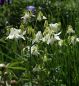 Preview: Gewöhnliche Akelei Alba (Aquilegia vulgaris Alba)