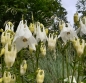 Preview: Gewöhnliche Akelei Alba (Aquilegia vulgaris Alba)