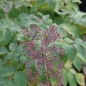 Preview: Staudenaralie (Aralia californica)