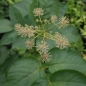 Preview: Staudenaralie (Aralia californica)