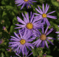 Preview: Berg-Aster Sternkugel (Aster amellus Sternkugel)