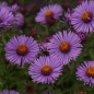 Preview: Raublatt-Aster Herbstflieder (Symphyotrichum novae-angliae; syn. Aster novae-angliae Herbstflieder)