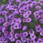 Preview: Raublatt-Aster Herbstflieder (Symphyotrichum novae-angliae; syn. Aster novae-angliae Herbstflieder)