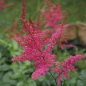 Preview: Prachtspiere Lilli Goos (Astilbe arendsii Lilli Goos)