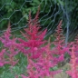 Preview: Prachtspiere Lilli Goos (Astilbe arendsii Lilli Goos)