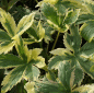 Preview: Sterndolde Sunningdale Variegated (Astrantia major Sunningdale Variegated)