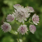 Preview: Sterndolde Sunningdale Variegated (Astrantia major Sunningdale Variegated)