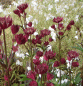Preview: Rote Sterndolde Abby Road (Astrantia major Abbey Road)
