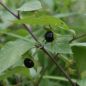 Preview: Atropa belladonna (Tollkirsche)