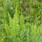 Preview: Rippenfarn (Blechnum spicant)