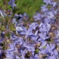 Preview: Hängepolster-Glockenblume Freya (Campanula poscharskyana Freya)