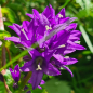 Preview: Knäul-Glockenblume (Campanula glomerata)