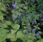 Preview: Stauden-Bartblume (Tripora divaricata; syn. Caryopteris divaricata)