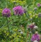 Preview: Skabiosen-Flockenblume (Centaurea scabiosa)