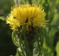 Preview: Riesen-Flockenblume (Centaurea macrocephala)