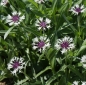 Preview: Centaurea montana Purple Heart