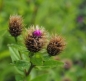 Preview: Perücken-Flockenblume (Centaurea pseudophrygia)