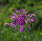 Preview: Skabiosen-Flockenblume (Centaurea scabiosa)