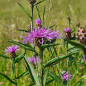 Preview: Wiesen-Flockenblume (Centaurea jacea)