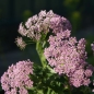 Preview: Gebirgs-Kälberkropf (Chaerophyllum hirsutum)