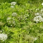 Preview: Gebirgs-Kälberkropf (Chaerophyllum hirsutum)