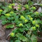 Preview: Wechselblättriges Milzkraut (Chrysosplenium alternifolium)