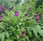 Preview: Japanische Kratzdistel (Cirsium purpuratum)